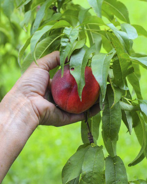 Produce farming: Sweet results from hard work